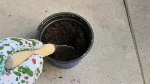 Dig a hole into the soil of each pot.