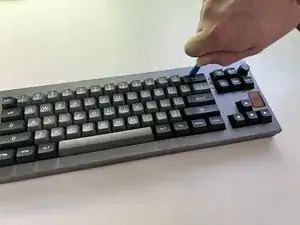 MuCNoaCZoGyDLVLY