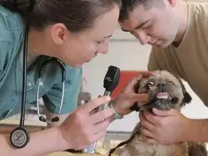 Veterinärmedizin