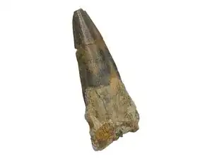 How to Repair a Fossilized Dinosaur Tooth with Butvar B-76