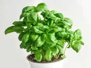 Basil Plant