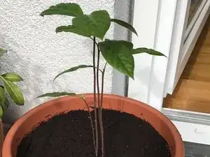 How To Grow An Avocado Tree