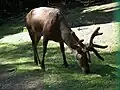 Während das Geweih wächst, ist es mit einer haarigen Haut überzogen, dem Bast.