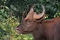 Das größte lebende Rind heißt Gaur und lebt im Süden von Asien.