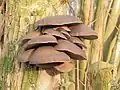 Dieser Pilz heißt Austern-Seitling und wächst gern am Holunder.