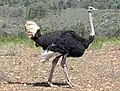 Der Vogel Strauß kann mit seinen Beinen schnell laufen und gefährlich austreten.