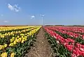 Tulpenfelder und Windräder bei Neuss-Kapellen
