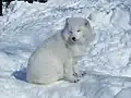 Der Polarfuchs trägt ein dichtes Winterfell.