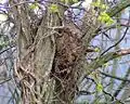 Ein Kobel, das ist das Nest eines Eichhörnchens.