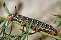 Eine Raupe des Wolfsmichsschwärmers. Man hat ihn in der Schweiz auf 2000 Meter Höhe gesehen.
