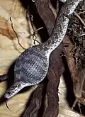 Diese afrikanische Eierschlange hat gerade ein Vogel-Ei verschluckt.