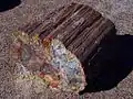 Ein versteinertes Stück Holz