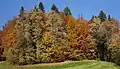 Herbst in einem Mischwald