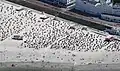 Der Strand mit seinen vielen Strandkörben aus der Luft gesehen