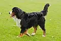 Der Berner Sennenhund aus der Schweiz wirkt eher schwerfällig.