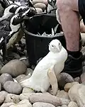 Ein Pinguin mit Albinismus in einem Zoo