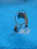 Ein Foto aus Spanien: Ein Tiertrainer dressiert einen Delfin.