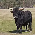 Ein Heckrind in einem Wildpark in Brandenburg