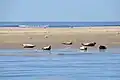 Seehunde auf einer Sandbank vor der deutschen Küste