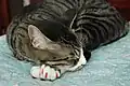 Diese Katze hat rote Krallen, als wären es Nägel.