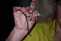 Diesen jungen Siebenschläfer hat jemand in der Natur gefunden.
