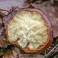 Eine aufgeplatzte Kastanie in einem Wald