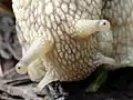 Die dunklen Punkte oben auf den Fühlern sind die Augen einer Schnecke.
