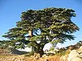 Eine Libanon-Zeder