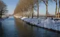 Birken an einem Fluss in den Niederlanden