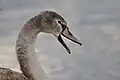 Der Schnabel ist für einen Schwan auch eine Waffe, mit der er sich verteidigt.