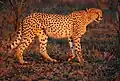 Der Gepard ist das schnellste Tier auf dem Land.