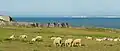 Am Cap Gris-Nez in Frankreich: Im Hintergrund sieht man die Weißen Klippen von Dover in England.