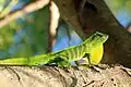 Eine Leguan-artige Echse