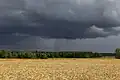 Wenn der Weizen reift, wechselt er die Farbe.