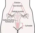 Die wichtigsten Organe für die Fortpflanzung