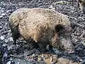 Wildschweine suhlen sich gerne im Dreck.