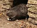 Dieses Stachelschwein lebt in einem Zoo.