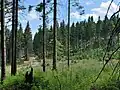 Es gibt auch viel Wald, nicht nur hier am Fichtelberg.