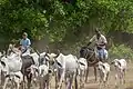 In Venezuela, in Südamerika, sagt man LLaneros.
