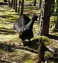 Das Auerhuhn ist hier vom Aussterben bedroht.