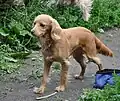 Ein Cockapoo, eine Mischung aus Pudel und Cocker Spaniel