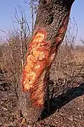 In Südafrika: Hier hat sich jemand Rinde für traditionelle Medizin geholt. So ist das für den Baum schädlich.