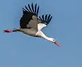 Typische Zugvögel bei uns sind der Weißstorch...