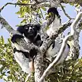 Der Indri ist der größte Lemur.