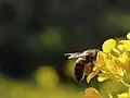 Eine Biene sammelt Nektar und bestäubt dabei die Blüte.