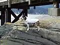 Diesen Regenmantel für den Hund hat man aus PET-Plastik gemacht.