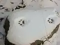 Eine Luchs-Fährte im Schnee