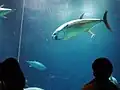 Thunfische in einem Aquarium