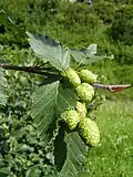 Blätter und Früchte der Grün-Erle