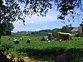 Menschen pflücken Erdbeeren auf einem Feld.